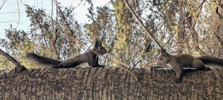 再会 りす,冬,仲良しの写真素材