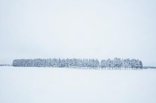 霧の中の冬の丘と並木、イメージ処理 霧の中の冬の丘と並木、イメージ処理の写真