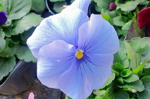 パンジーの写真