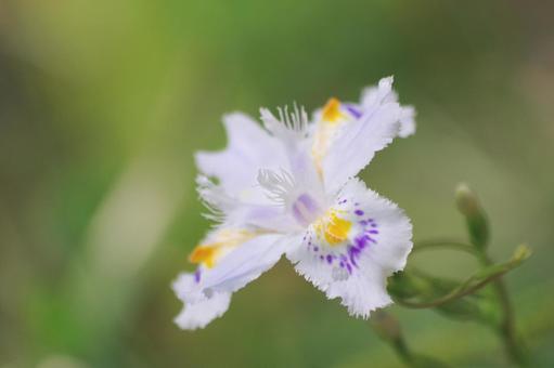 Iris japonica, JPG