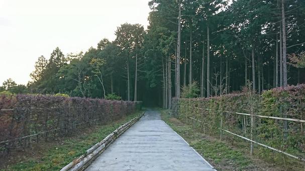 Photo, road, wood, forest, 