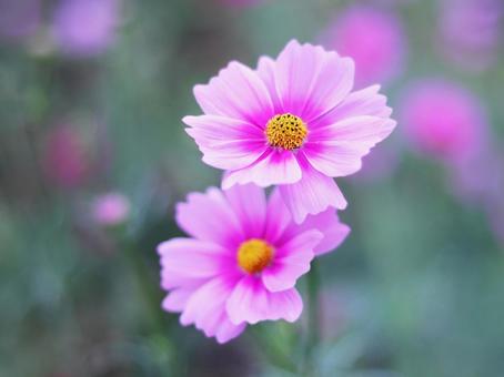 仲良く並んだコスモスの花 仲良く並んだコスモスの花の写真