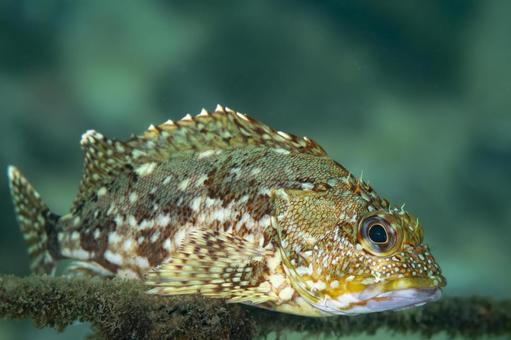 岩礁に潜むカサゴの横姿クローズアップ カサゴ,根魚,魚の写真素材