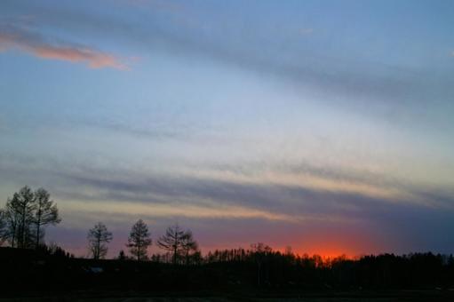 Photo, hokkaido, primary forest, natural, 
