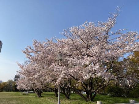 桜 桜の写真
