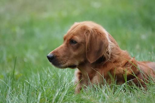 The Retrievers The Retrieversの写真