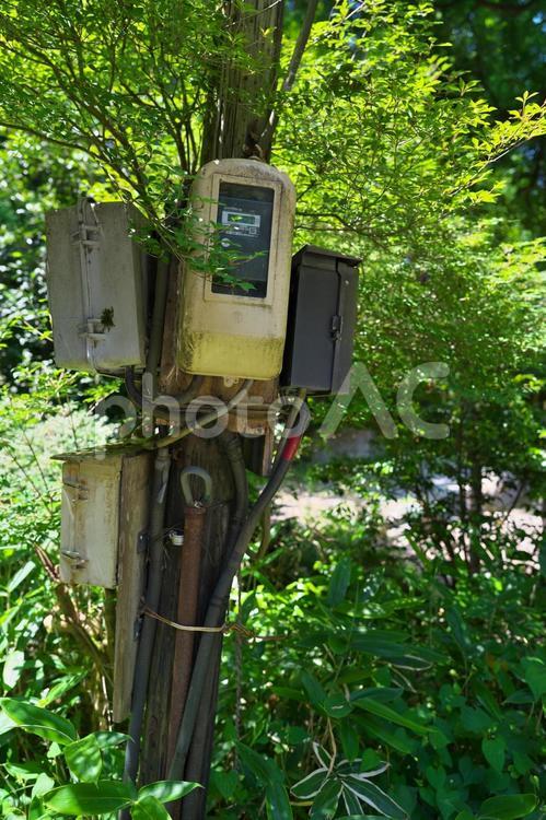 植物と電子機器 配電盤,電気,電機の写真素材