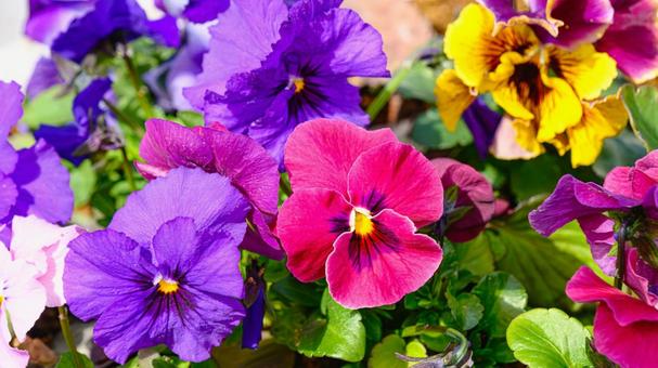 パンジーの花壇 パンジー,花,冬の写真素材