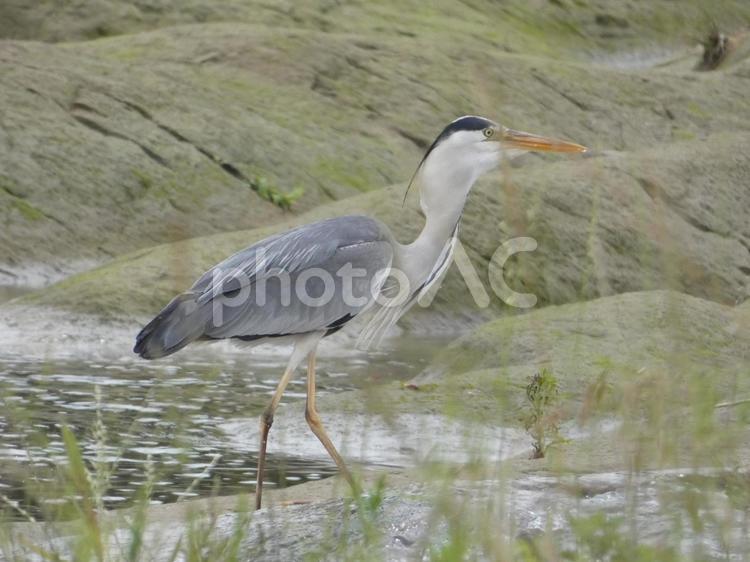 魚を呑み込んだアオサギ 鳥,野鳥,アオサギの写真素材
