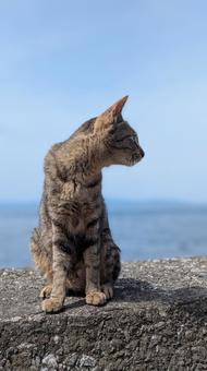 野良猫 野良猫 猫,海,晴れの写真素材
