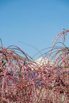 青空に映える満開の紅梅と冠雪した富士山 梅,迎春,梅の花の写真素材