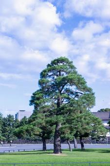 何の木松の木 松の木,樹,樹木の写真素材