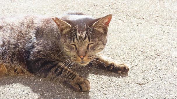 ポカポカ陽気で睡魔に襲われたあざとい猫 ポカポカ陽気で睡魔に襲われたあざとい猫 猫,キジトラ,睡魔の写真素材