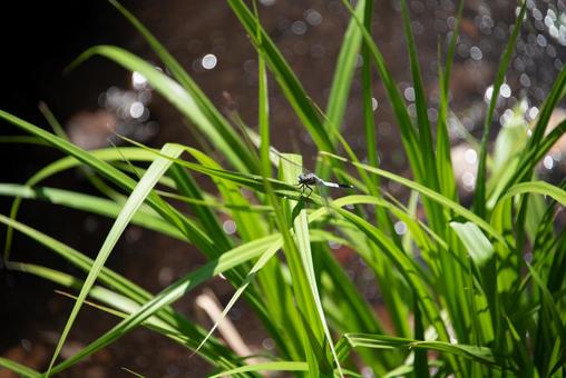 晴れた水辺の草に留まるトンボ 晴れた水辺の草に留まるトンボ トンボ,草,水辺の写真素材