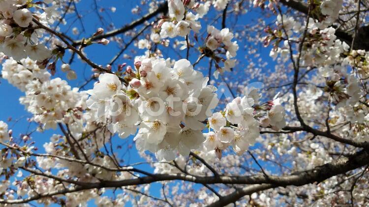 桜 桜,青空,春の写真素材