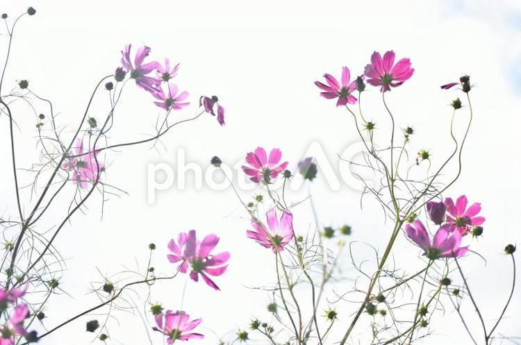 空に向かう秋桜 ピンク,空,風景の写真素材