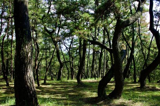 佐賀　唐津の観光地　虹の松原 虹の松原,佐賀,唐津の写真素材
