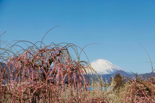 青空と冠雪した富士山に映える満開の枝垂梅 梅,ピンク,梅の花の写真素材