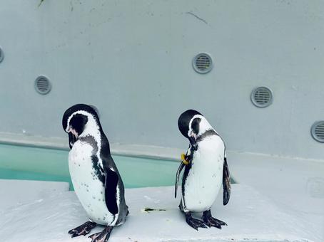 仲良く並ぶペンギンたちの可愛い仕草 可愛い,和歌山城動物園,ペンギンの写真素材