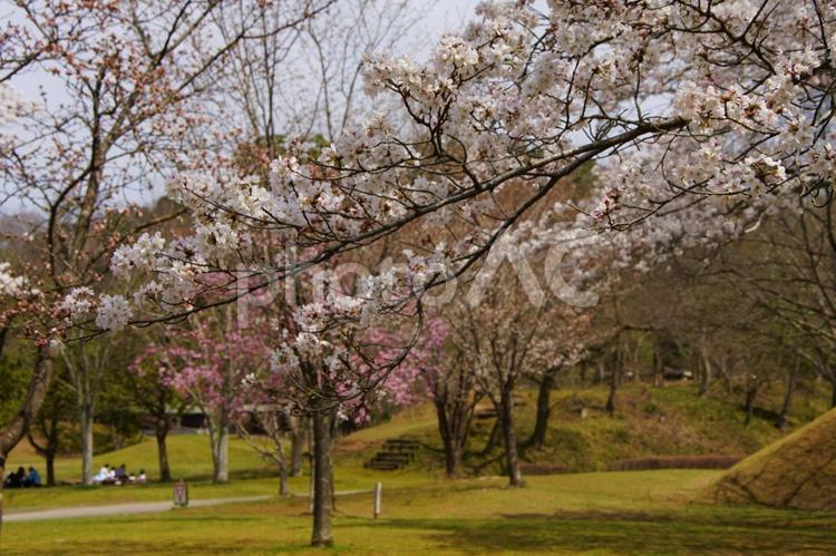 満開の桜と花見をする人々 春,自然,さくらの写真素材