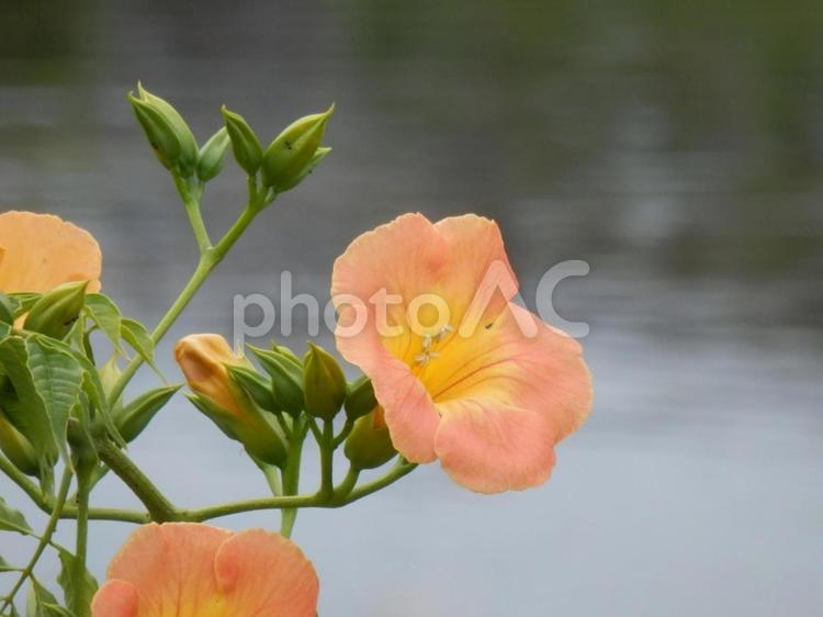 【花の写真】ノウゼンカズラ ノウゼンカズラ,凌霄花,ノウゼンカズラ科の写真素材