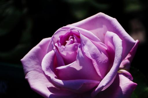 バラの花 バラの花の写真