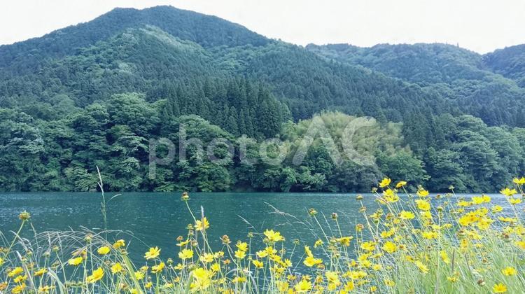 新緑の風景 新緑,みどり,グリーンの写真素材