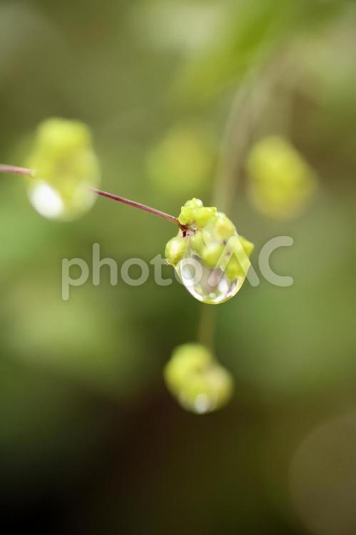 雨の雫とブライダルベールの可憐な蕾 ブライダルベール,花,フラワーの写真素材