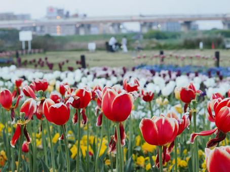 チューリップ畑_河川敷 チューリップ畑_河川敷 チューリップ,赤い花,河川敷の写真素材