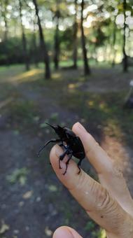 クワガタ クワガタの写真