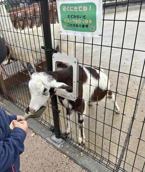 ヤギの餌やりをする子供 動物園 牧場 ヤギの餌やりをする子供 動物園 牧場 動物園,餌やり,体験の写真素材