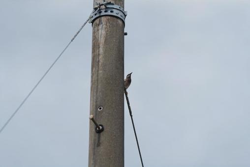 A starling looking around from behind a utility pole, starling, wild bird, bird, JPG