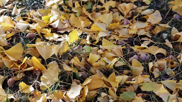 落ち葉 銀杏,11月,冬の写真素材