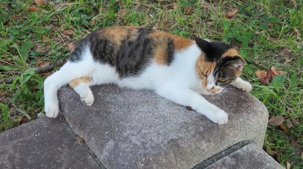 夕涼みが日課のもふもふであざとい三毛猫 夕涼みが日課のもふもふであざとい三毛猫の写真