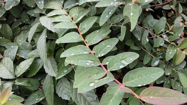 雨上がり　葉の上に乗る水滴 雨上がり,葉,水滴の写真素材