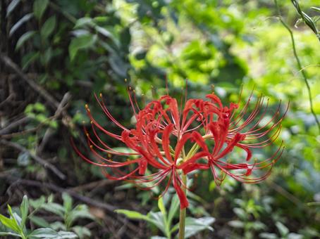 緑に映える鮮紅の彼岸花 緑に映える鮮紅の彼岸花 彼岸花,曼珠沙華,花の写真素材