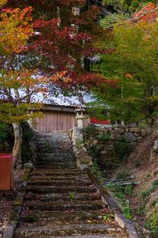 紅葉 紅葉の写真