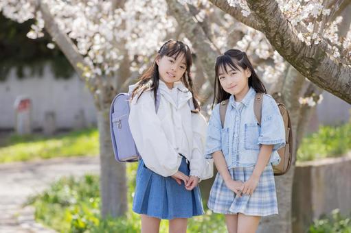 小学生　桜 桜,小学生,児童の写真素材
