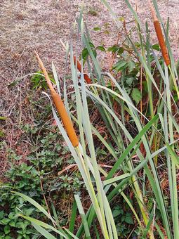 ガマの穂 ガマの穂 ガマの穂,自然,雑草の写真素材