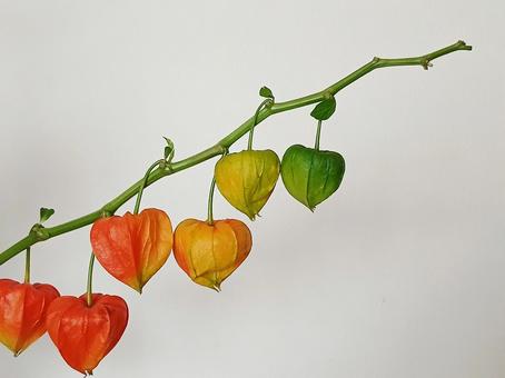 鬼灯の枝 鬼灯の枝 ほおずき,鬼灯,ハートの写真素材