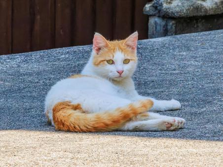 離島で出会った野良猫です。 離島で出会った野良猫です。の写真