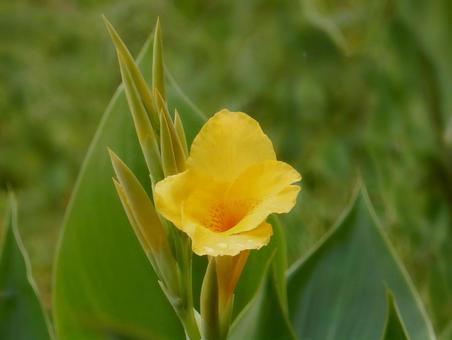 【花の写真】カンナ（美人蕉） カンナ,植物,自然の写真素材