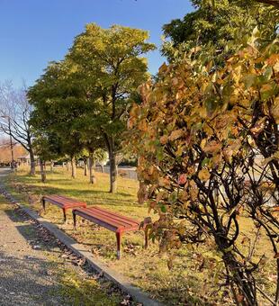 晩秋の昼下がり日向ぼっこしたくなるベンチ 晩秋,紅葉,公園の写真素材
