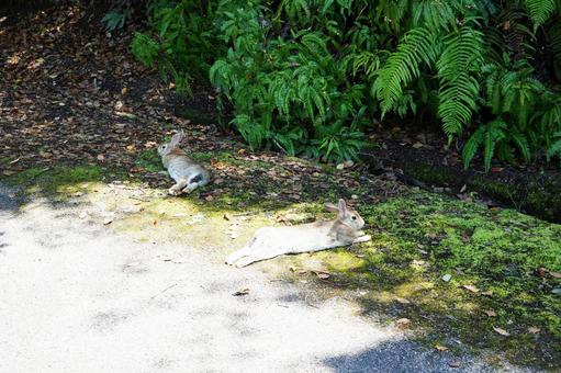 広島 大久野島 うさぎ島のうさぎ14 うさぎ,兎,卯の写真素材