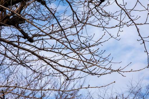 春を待つ桜の木 春を待つ桜の木の写真
