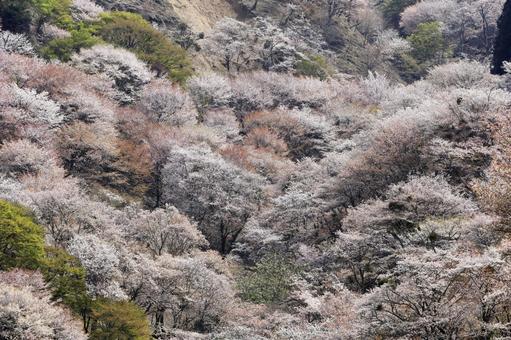 吉野の桜　上千本 吉野山,桜,吉野の写真素材