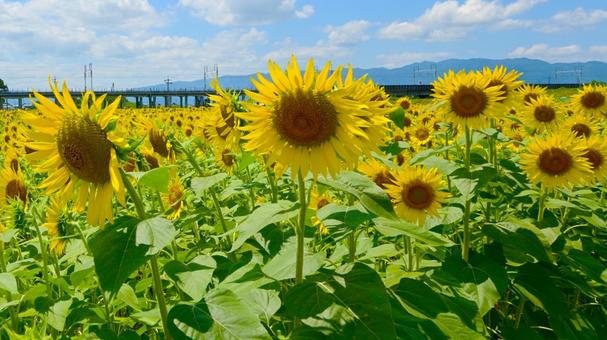 Ogaki sunflower fields in full bloom, JPG Ogaki sunflower fields in full bloom, JPG