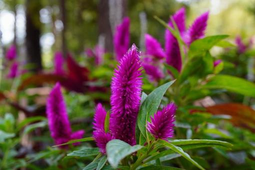 紫色のケイトウ 紫色のケイトウの写真