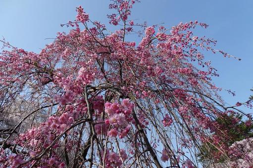 青空と桜 青空と桜の写真