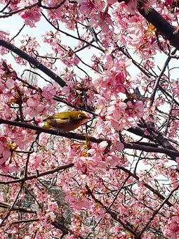 桜とメジロ 桜とメジロ 桜,サクラ,さくらの写真素材